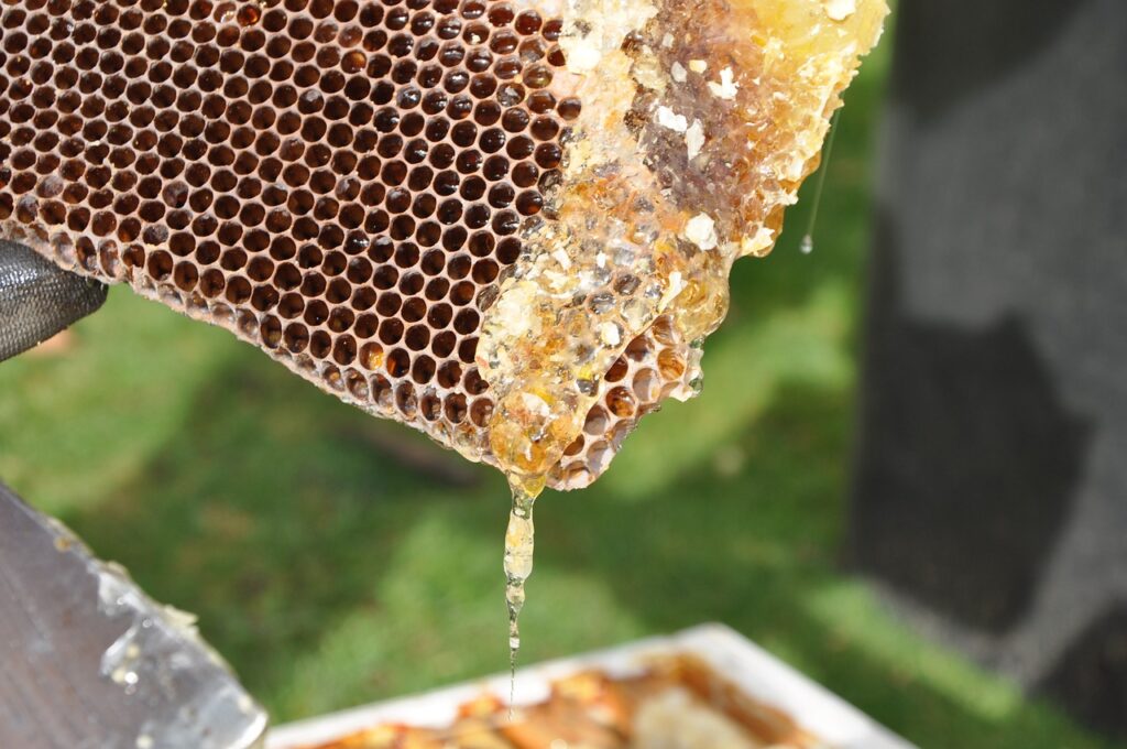 beekeeper, honeycomb, honey-2168184.jpg